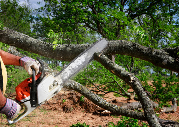 Best Lawn Renovation and Restoration  in Memphis, TX