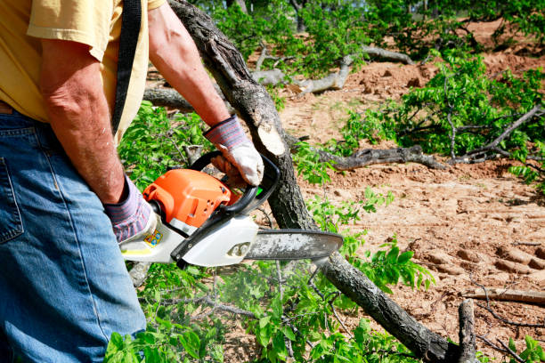 Best Firewood Processing and Delivery  in Memphis, TX